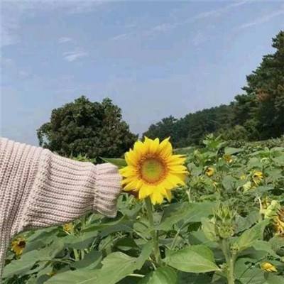 怒斩苍穹官方版